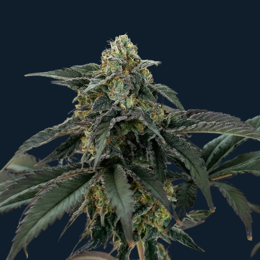 Cosmic Lemon Splash - Image 2