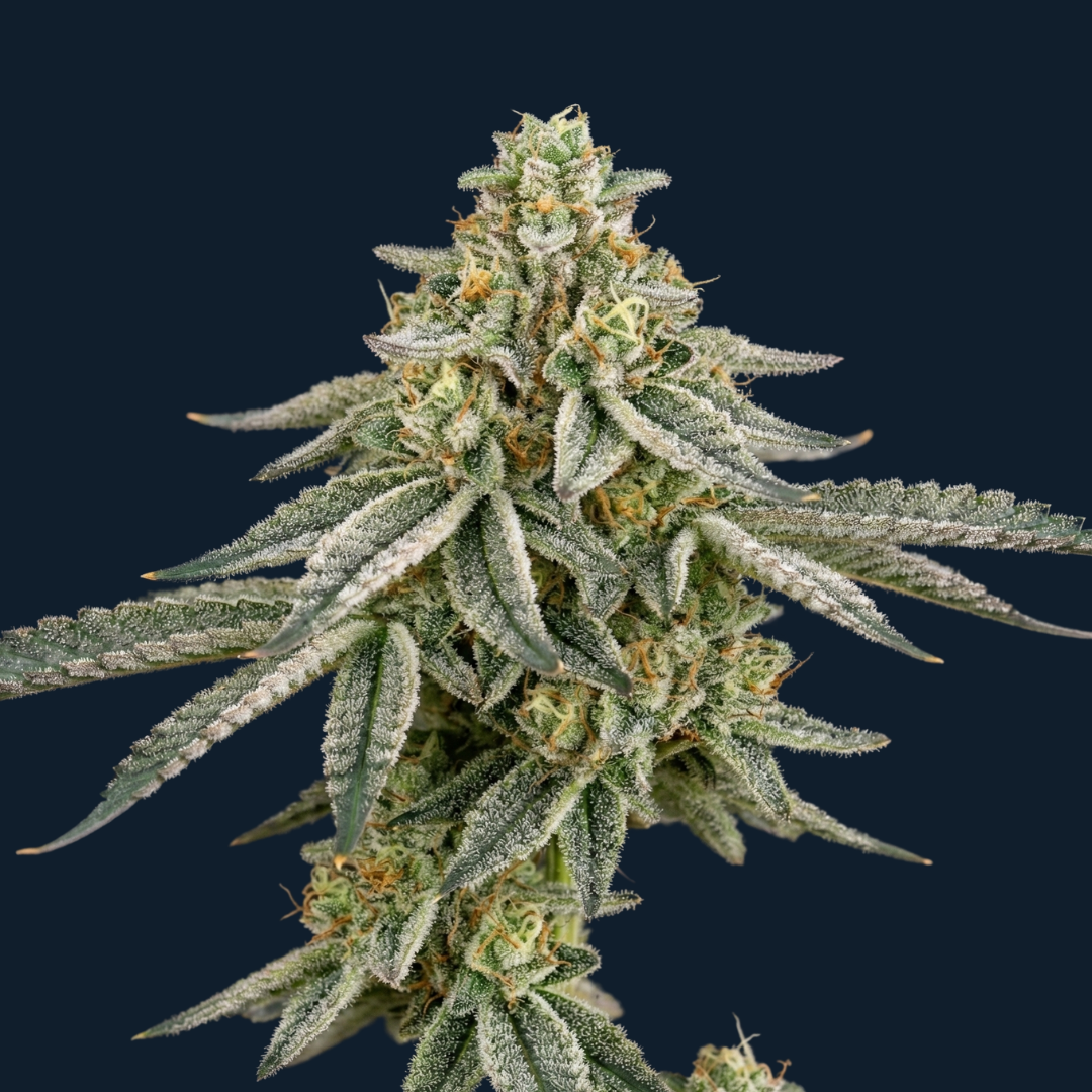 Golden Mango Mirage - Image 2