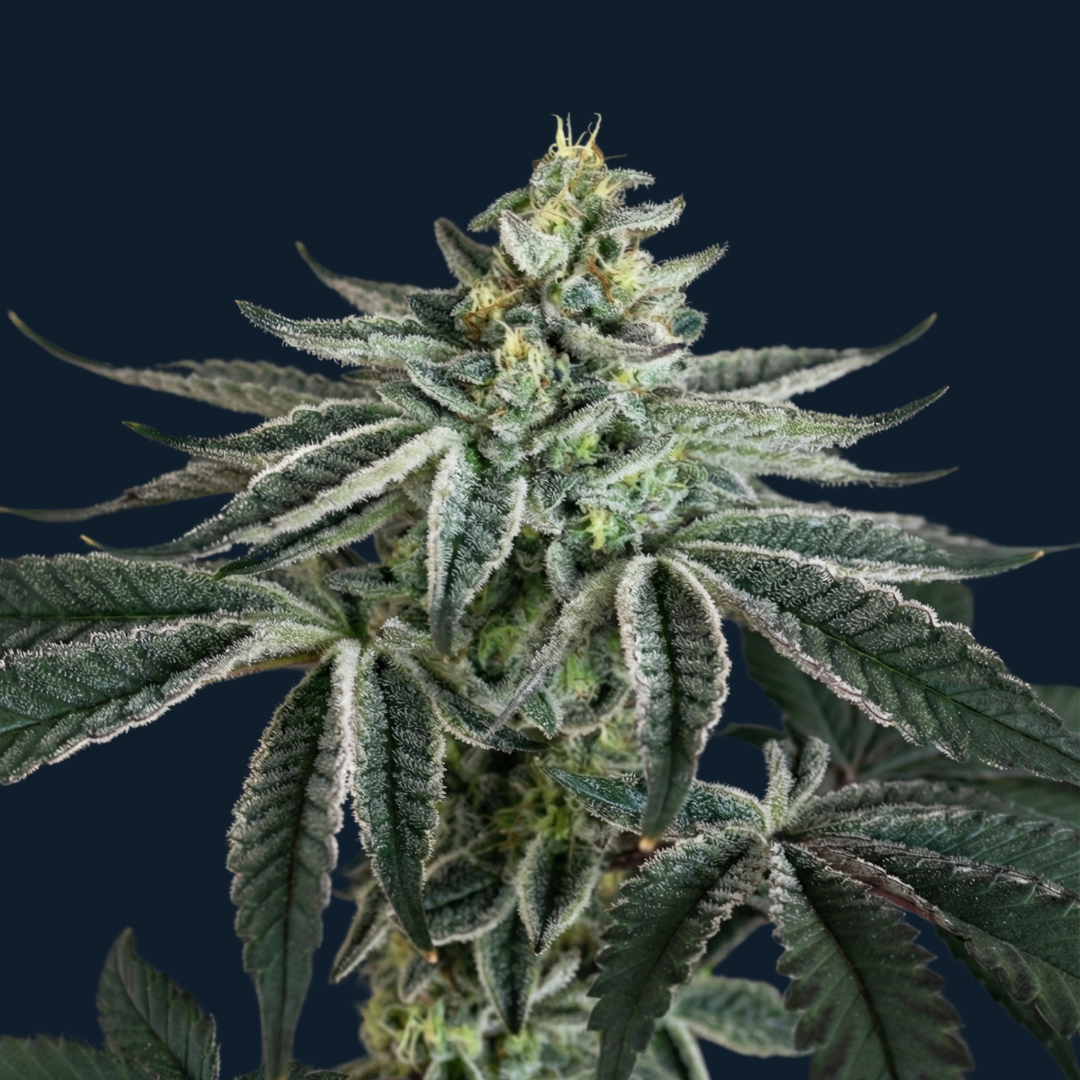 Neon Strawberry Bliss - Image 2