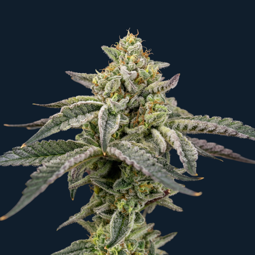 Purple Coconut Wave - Image 2