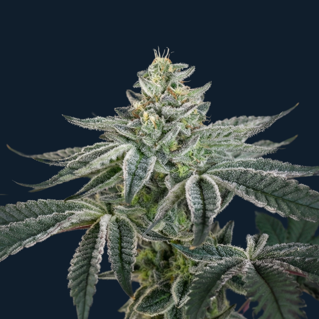 Tropical Cherry Storm - Image 2