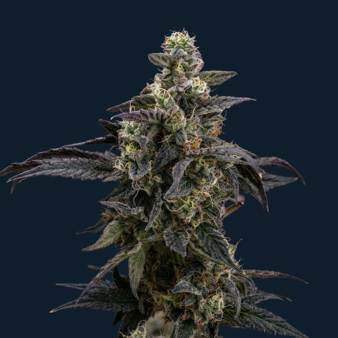 Wild Berry Paradise - Image 2